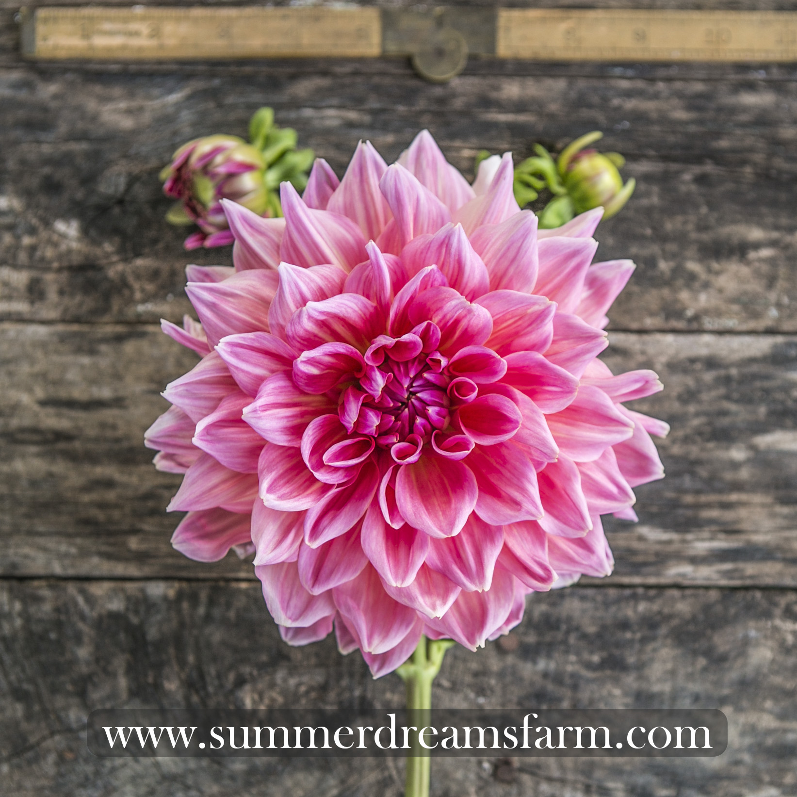 Dahlia+-+Otto's+Thrill.jpg?